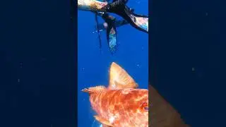 Cubera Snapper - Spearfishing Baja
