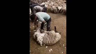 Sheep shearing - Bowen Technique / Modern Sheep Shearing #technology