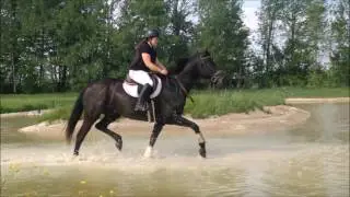 SOLD: Cooper 7yr old gelding