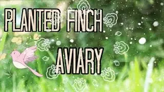 Planted finch, dove and quail aviary Cuban finches, strawberry finches, gouldians