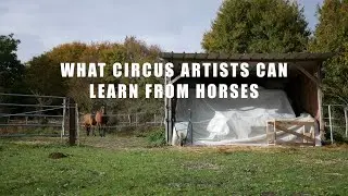 What Circus Artists Can Learn From Horses [EN] &ndash; by Lise Beaumard