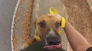 DOG RESCUE TRANSPORT NORCROSS TO COMMERCE GA 12 3 16