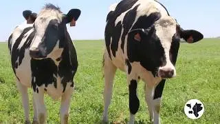 Lessons from the farm: How to move a cow