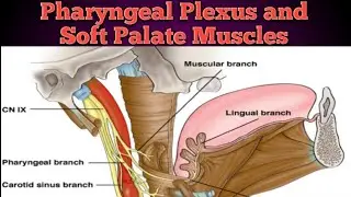 Pharyngeal Plexus and Soft Palate Muscles and Nerve Supply #headandneckanatomy medicaleducation
