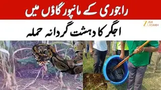 JK News : Giant Python Spotted in Manpur Naushera Rajouri | Wildlife Team Rescues