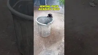 HUNTING RATS PART 4 #kucing #cutecat #cat #catlover #RATS