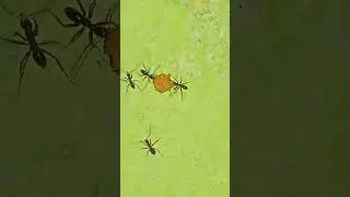 ant 🐜 food collection 😁ant food storage 😀🥰