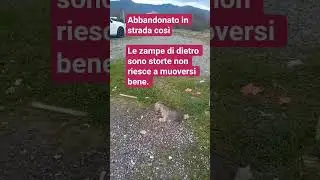 aiuta Rocky e Johnny cuccioli gravemente malati a ricevere cure