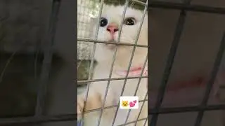 Cute  white cat😘 funny part 2