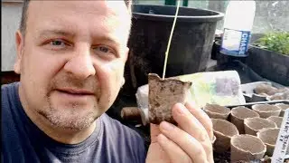 Fibre Plant Pots review - sawing seeds indoors  test