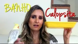 Banho em Calopsita | 3 Opções