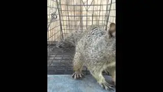 Rock Squirrel by Animal Experts inc in Tucson AZ