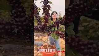 Cherry Farm Harvest | Best Cherry Farming| Growing Cherry Trees Bursting with Fruits #shorts #viral