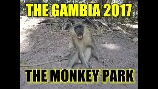 THE GAMBIA 2017, BIJILO MONKEY PARK.