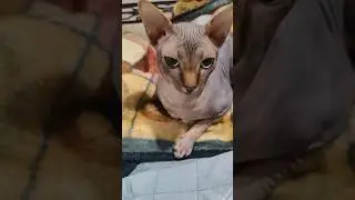 I just need love #nudacris #sphynx #nakedcat #shorts
