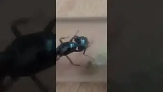 camponotus ligniperda