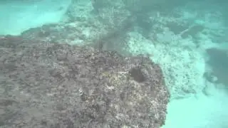 GoPro: Marine Science Technology,  Short Video Trailer