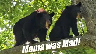 When Black Bears Come to Visit. Mama Bear was Mad!