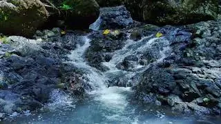 Slow Forest River Sounds to Unwind Before Sleep