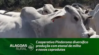 Cooperativa Pindorama diversifica produção com etanol de milho e novos coprodutos