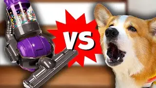 SILLY CORGI SUPER SCARED OF VACUUM | Hammy and Olivia Compilation