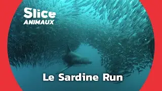 Le Sardine Run, le Plus Grand Festin de l'Oc&eacute;an I SLICE ANIMAUX