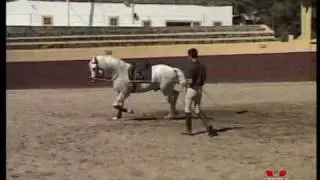 DVD ALTA ESCUELA. EL CABALLO IBERICO