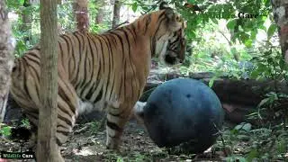 Phnom Tamao Tiger | Tiger in Cambodia Playing Ball