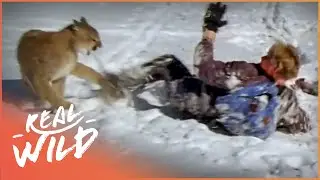 Animal Encounters Gone Wrong | Wild America | Real Wild
