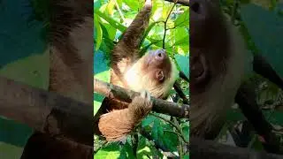 Sloth hanging out #sloth #costarica #wildanimals #chill #hanging #hangout