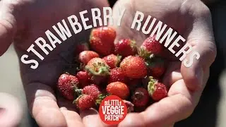 Strawberry Runners