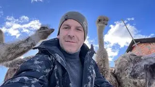 MOJE VELIKE PTICE VISOKE SU ČAK TRI METRA