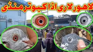 Lahore Lari Adda kabootar Mandi لاری اڈا کبوتر منڈی || Pigeons Gallery ||