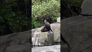 A seal at Auckland Zoo