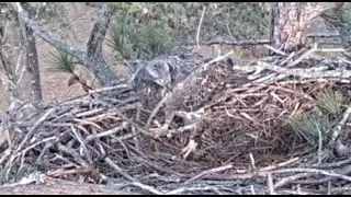 Berry College Eagles~Juvie Eagle Returns to Nest-Rearranges Sticks_1/18/25