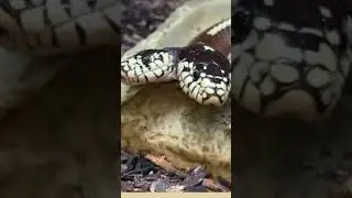 world mythical snake 🐍