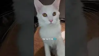 All Pets are Extraordinary: A Love Letter to Aurora 😻