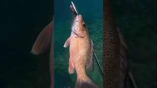 YOU CANT STARVE IN THE CARIBBEAN. #FYP #viralvideo  #fishing