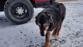 RDMVTL 17,999 ~ 3 4 2016 2 o2 {MY DOG STORY} A WALK w/MAX @ AQ TOWER CORNING , NY