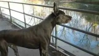 Great Dane bark