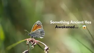When Nature Fights Back: The Secret That Awakened the Forest's Fury
