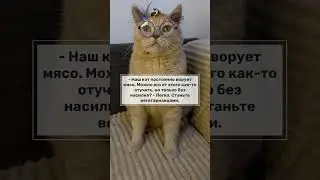 Реакция🙀 кота🐈 стать вегатарианцами 💯 #юмор2023 #анекдот2023 #смех #shorts