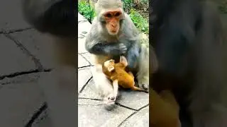 Little baby is starving but the mother monkey rejects milk #shorts