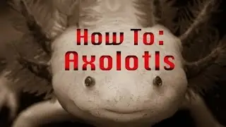 How To: Axolotls Care and Setup