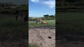 African b #Lioness & Eland Antelope Vieo by   #bigcats&nbsp; #lion #leopard #tiger