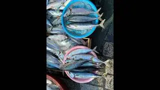 Busan - Jagalchi Fish Market (with BTS) #travel #southkorea #busan #jagalchi