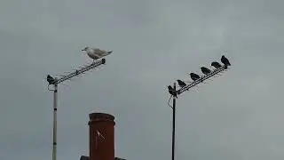 Starlings and black headed gull