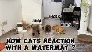 HOW CATS REACTION WITH A WATERMAT ? #entertaininganimals #catfunny 