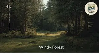 Windy Forest | 3 Hours of Pure Natural Ambience