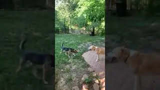 Video of adoptable pet named Duncan